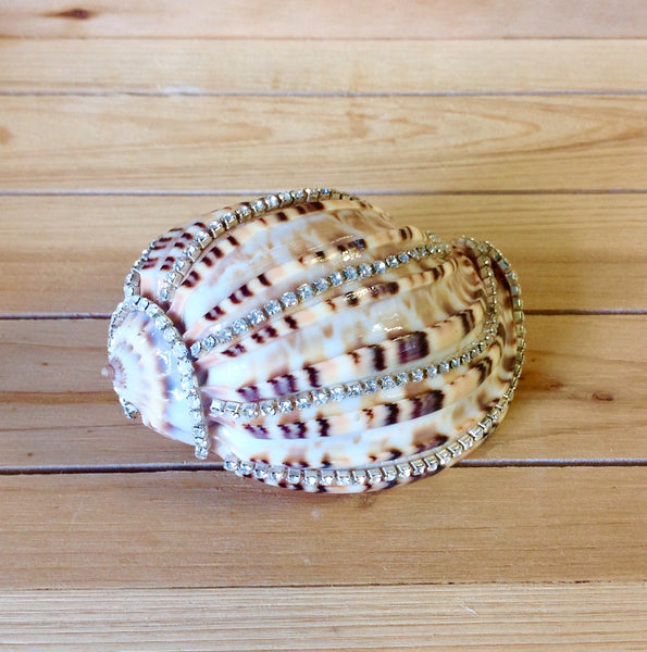 Jeweled Shells Sea Things Ventura