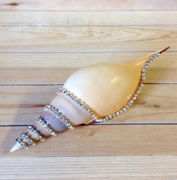 Jeweled Shells Sea Things Ventura