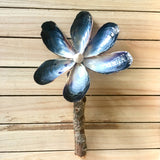 Mussel Shell Flower