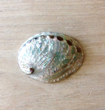 Polished Small Red or Green Abalone Shell