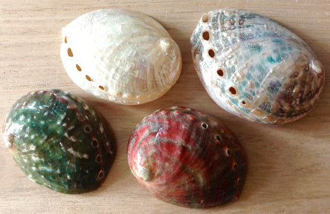 Polished Chino Abalone Shell