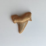 Otodus Shark Tooth Fossil