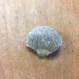 Fossil Brachiopod