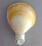 Cockle Shell Nightlight