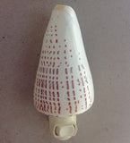 Cone Shell Nightlight