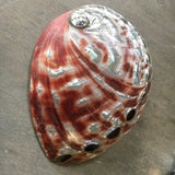 Polished Large Red Abalone Shell