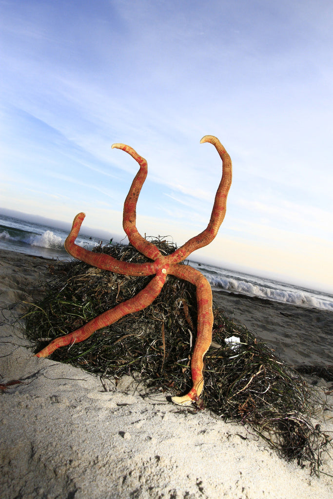 Giant Red Starfish