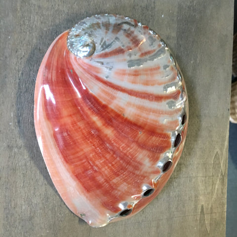 Polished Large Red Abalone Shell