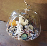 Seashell Hanging Terrarium