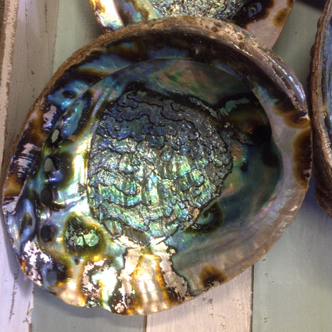 Large Green Abalone Seashell