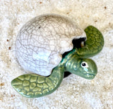Hatching Turtle Egg