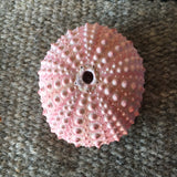 Super Pink Sea Urchin