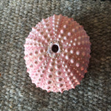 Naturally Colorful Pink Sea Urchin