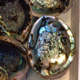 Large Green Abalone Seashell