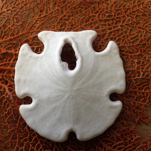 Arrowhead SandDollar