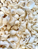 Box of Seashells