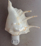 Spider Conch Shell Nightlight