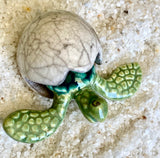 Hatching Turtle Egg