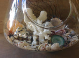 Seashell Hanging Terrarium
