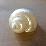 Pearilzed Turbo Shell