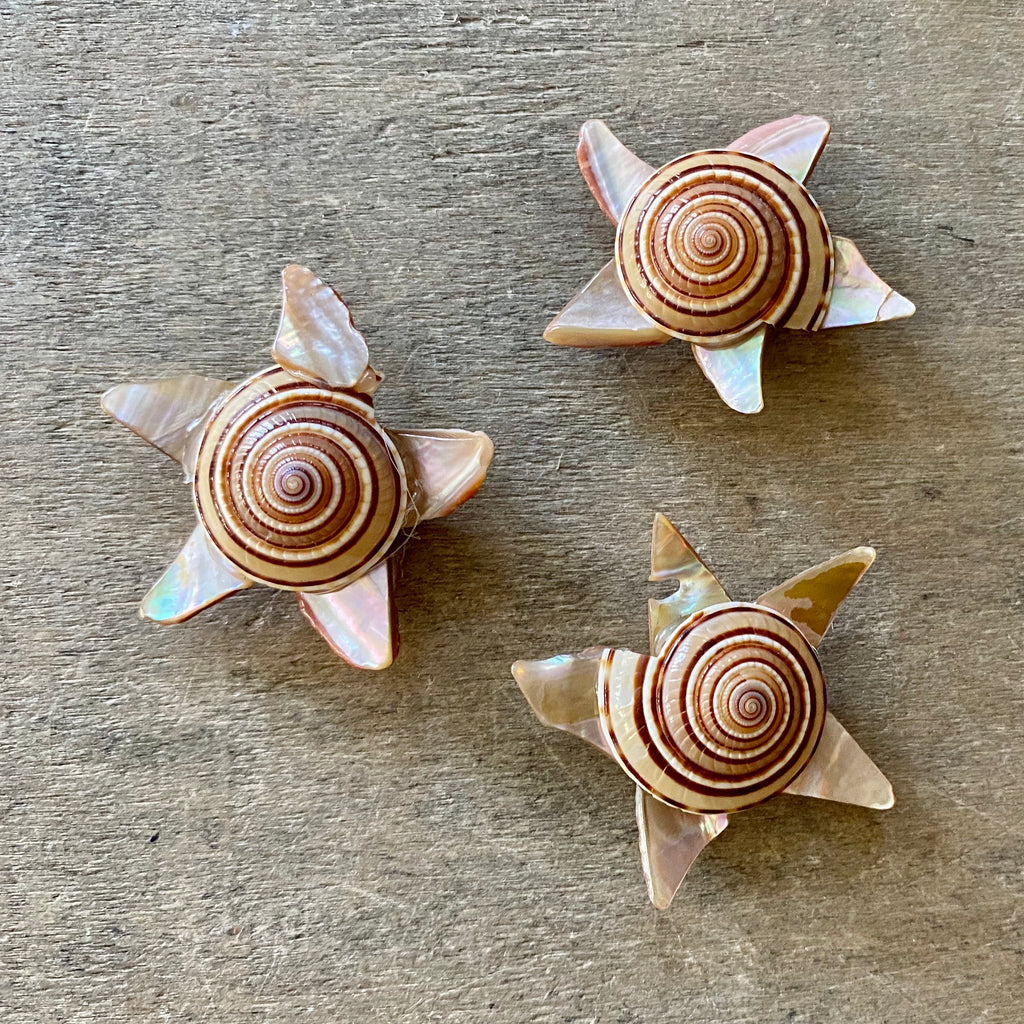 Sundial Star Shell Magnet