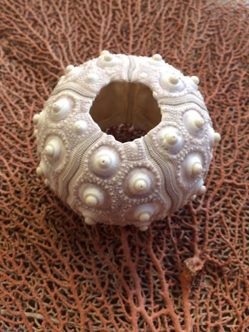 Sputnik Sea Urchin