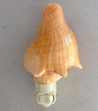 Orange Conch Nightlight