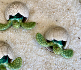 Hatching Turtle Egg