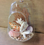 Seashell Hanging Terrarium