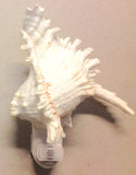 Murex Ramosa Nightlight