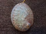 Sparkling Shell Ornament