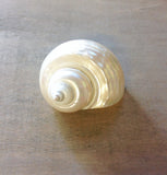 Pearilzed Turbo Shell