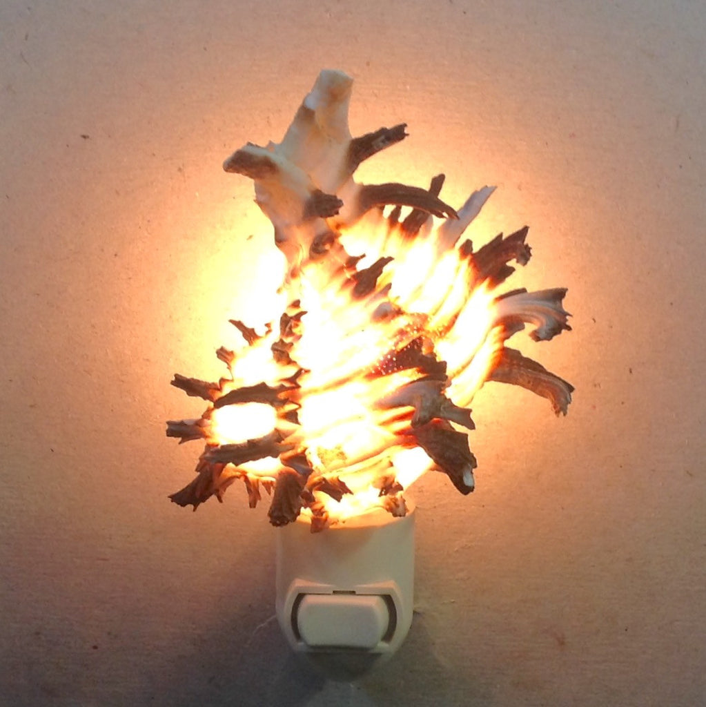 Murex Endivia Nightlight