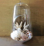 Seashell Hanging Terrarium