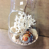 Seashell Hanging Terrarium
