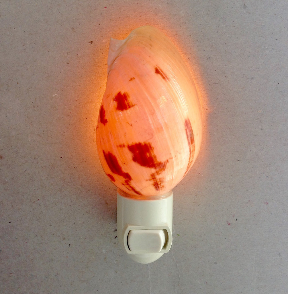 Melon Shell Nightlight