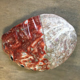 Polished Large Red Abalone Shell