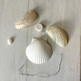 Abalone Angel Craft Box
