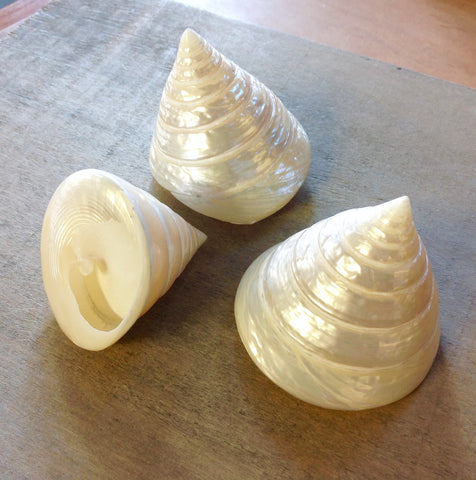 Pearlized Trochus Shell