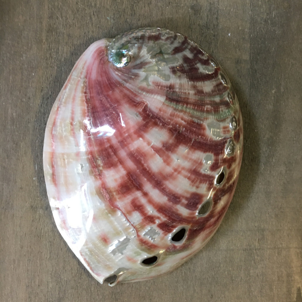 Polished Large Red Abalone Shell