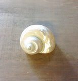 Pearilzed Turbo Shell
