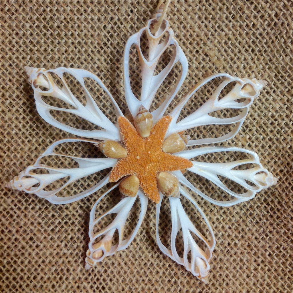 Sliced Star Shell Ornament