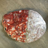 Polished Large Red Abalone Shell