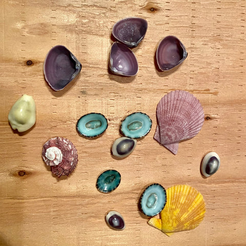 Colorful Seashell Collection