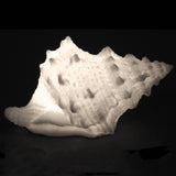 Sandstone Bursa Shell Light