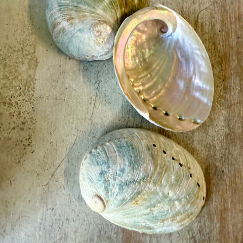 Natural Turquoise Indian Abalone Shell