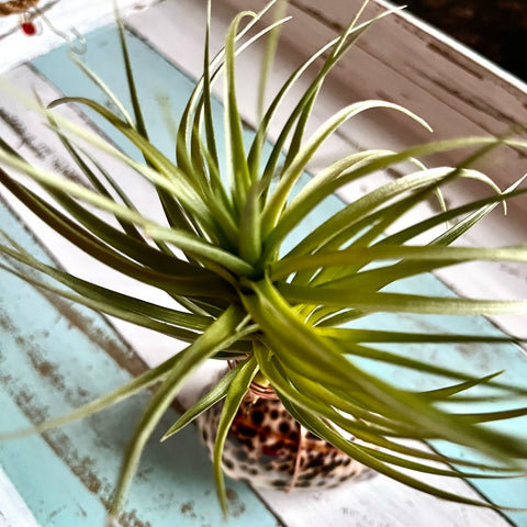 Seashell Air Plant Holder