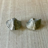 Clam Fossil (Brachiopod Fossil)