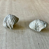 Clam Fossil (Brachiopod Fossil)