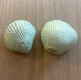 Metal Seashell Magnet